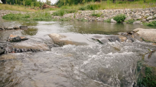 Polson Park Naturalization