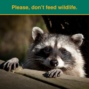 Please, don't feed the wildlife