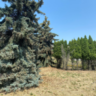 Trees